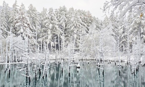 비에이 후라노 버스투어 솔직 후기! 스스키노 출발로 편안하게!