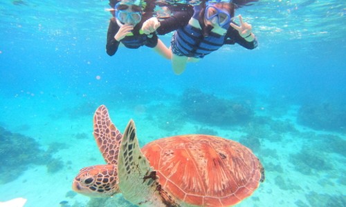 잊지 못할 보홀 발리카삭 호핑투어! 돌고래, 거북이, BBQ까지 완벽했던 하루