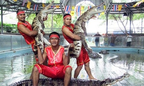 파타야 악어농장, 짜릿한 악어쇼와 스릴 넘치는 먹이 주기 체험 후기!