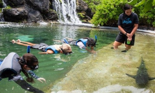 하와이에서 상어와 스노클링?! 씨라이프 파크 이색 체험 후기