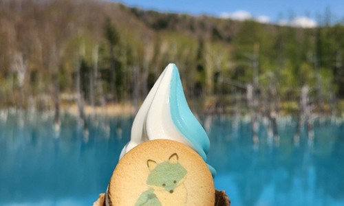 삿포로 출발! 비에이-후라노 버스투어 솔직 후기 (봄날여행)