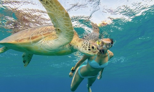 와이키키에서 만난 인생 스노클링! 거북이와 함께 헤엄치다!