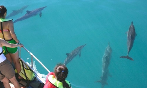 하와이 돌핀 크루즈🐬 스노클링까지 완벽했던 오아후 투어 후기