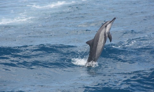괌에서 만난 푸른 추억, 돌고래 크루즈 탑승 후기!