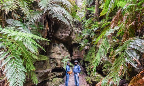 쥬라기 공원이 눈 앞에! 월레마이 국립공원 탐험 후기