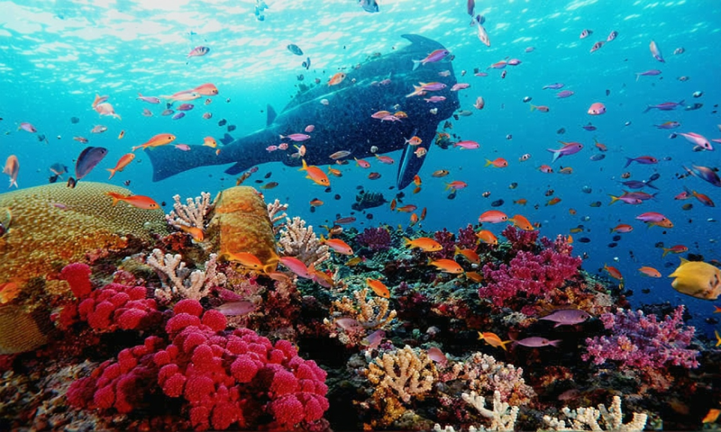 나트랑 인생샷 보장! 눈부신 바다 속 세상, 스노쿨링 천국으로 떠나요!