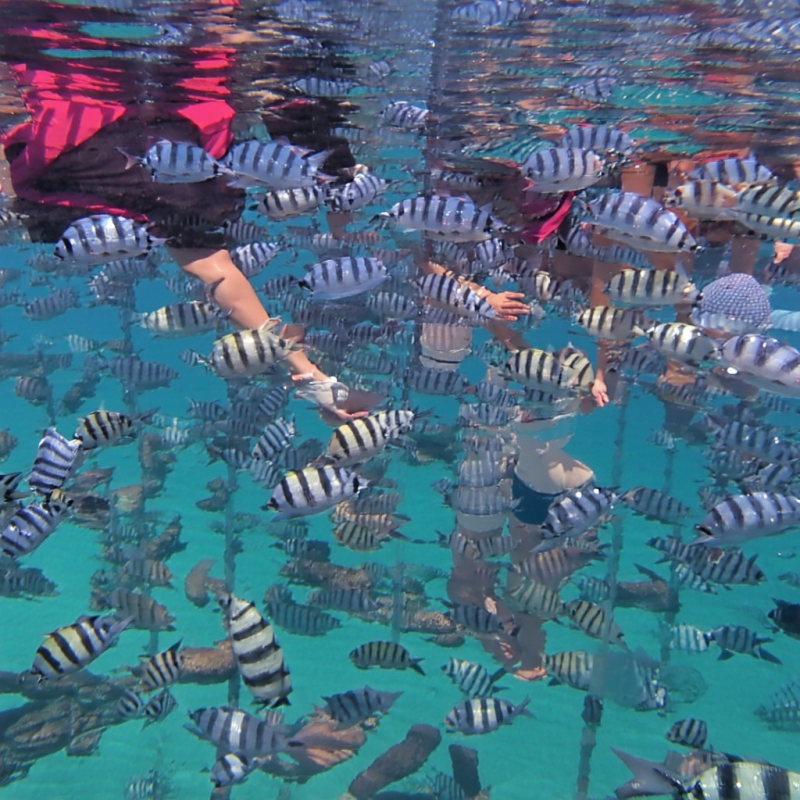 🐠 나트랑 바다를 내 품에! 어메이징 스노쿨링 호핑투어 리얼 후기!