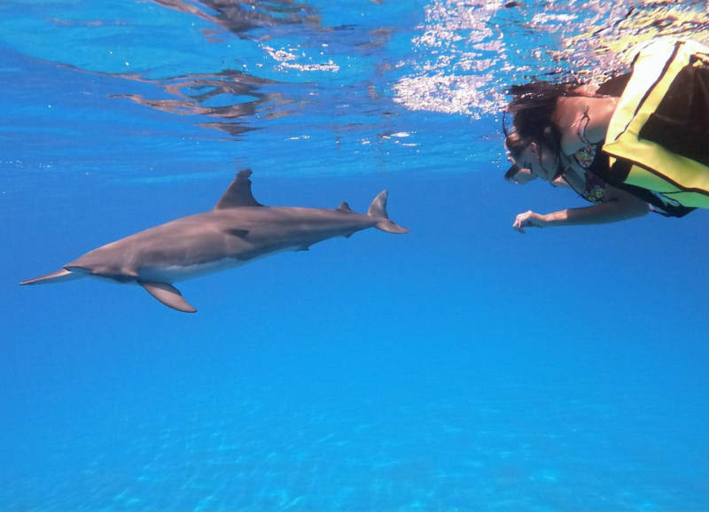🐬 하와이 스노클링 천국! 돌고래랑 거북이 실컷 보고 온 후기 (꿀팁 대방출)