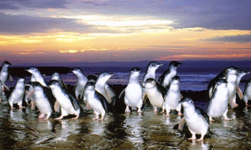 인생샷 보장! 필립섬 감성투어 with 펭귄 퍼레이드