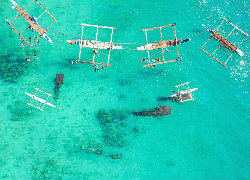 인생샷 보장! 세부 호핑투어: 고래상어와 거북이, 정어리떼까지 한번에!