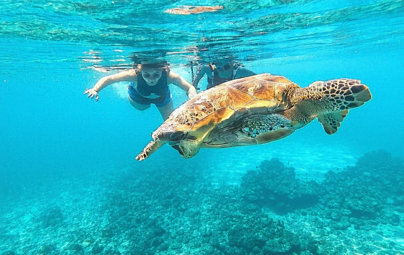 인생샷 보장! 세부 모알보알 호핑투어 + 가와산 캐녀닝, 후회 없는 선택!