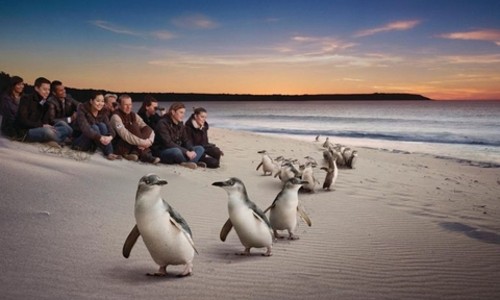 인생샷 보장! 쿼카, 펭귄, 캥거루와 함께한 꿈같은 하루