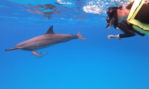 하와이 돌고래 스노클링 & 오션 액티비티 후기! 잊지 못할 하루!