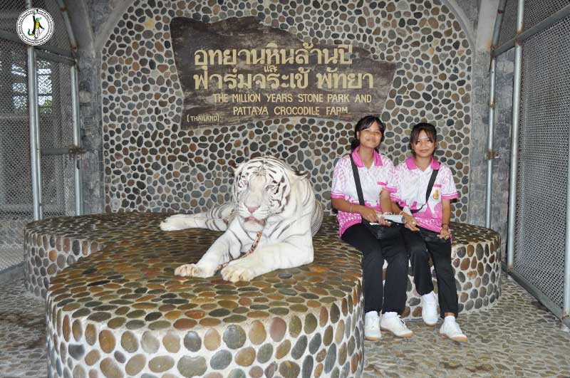 파타야 악어농장 투어, 아이와 함께 즐거운 썽태우 픽업 후기!