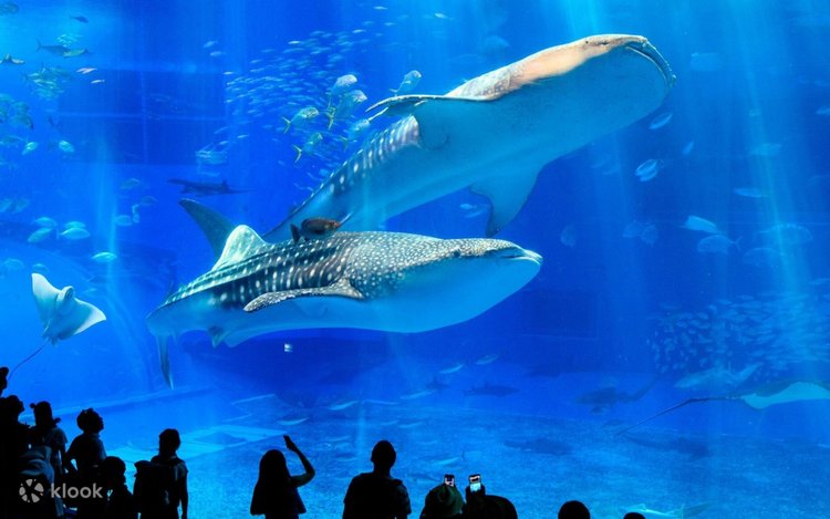 오키나와 북부 핵심 명소, 1일 버스투어 솔직 후기!